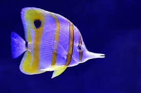 Keeping Tropical Fish for Beginners